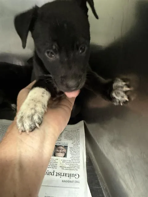 A baby small-sized male Pit Bull Terrier dog named Reno for adoption in Bakersfield, CA