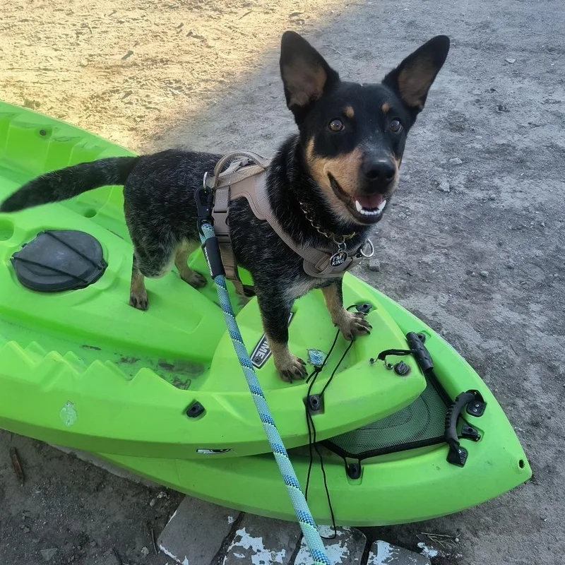 An adult medium-sized male Australian Cattle Dog / Blue Heeler dog named Yogi for adoption in Yuma, AZ