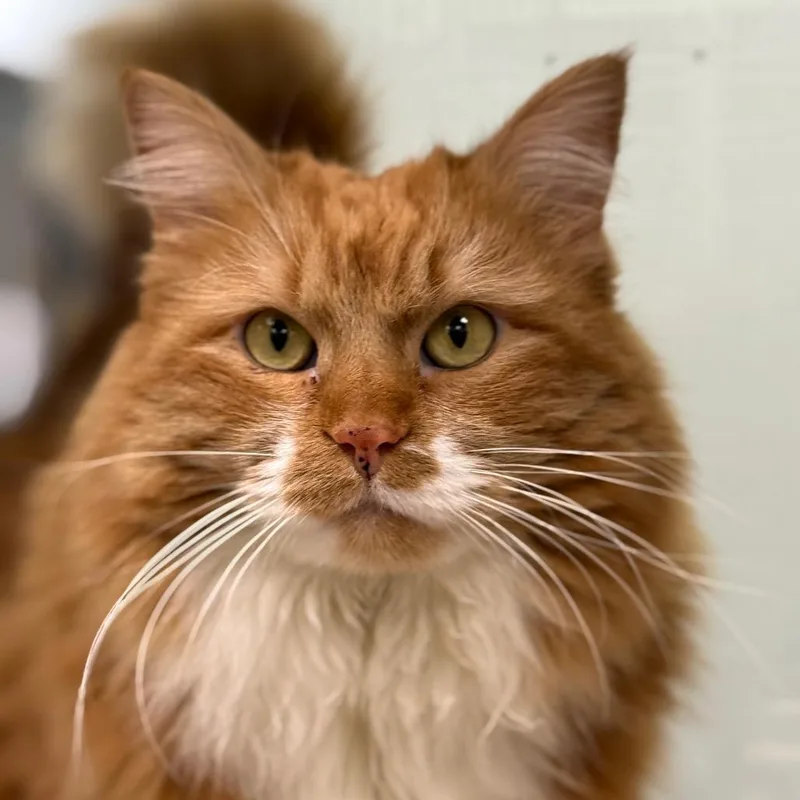 An adult large-sized female Orange / Red Domestic Long Hair cat named Winnie for adoption in Durango, CO