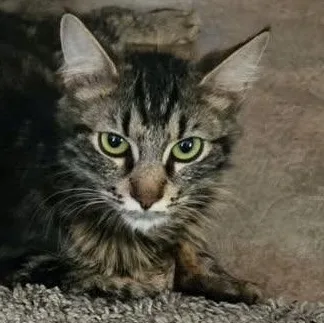 A young medium-sized female Domestic Medium Hair cat named Sunny for adoption in San Diego, CA