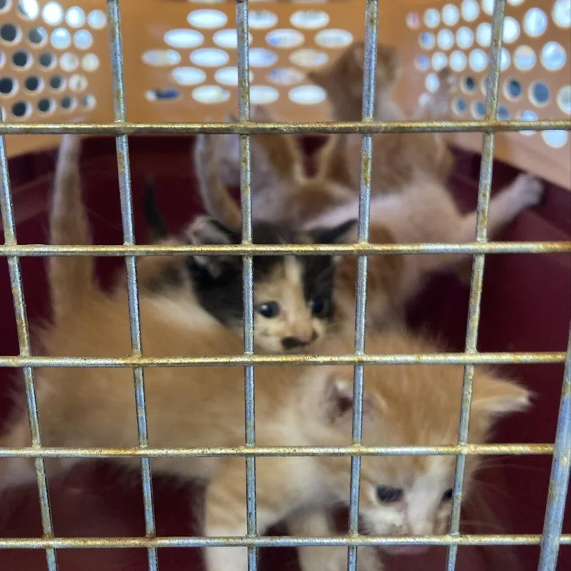 A baby small-sized male Orange / Red Domestic Short Hair cat named Tangerine for adoption in Hawthorne, CA