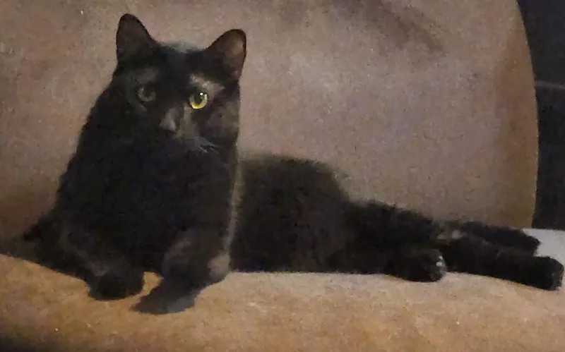 An adult large-sized male Domestic Short Hair cat named Kenya for adoption in Bowie, MD