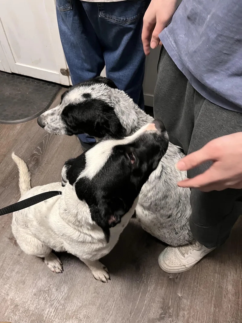 Blue Heelerpitbull Puppies thumbnail 2