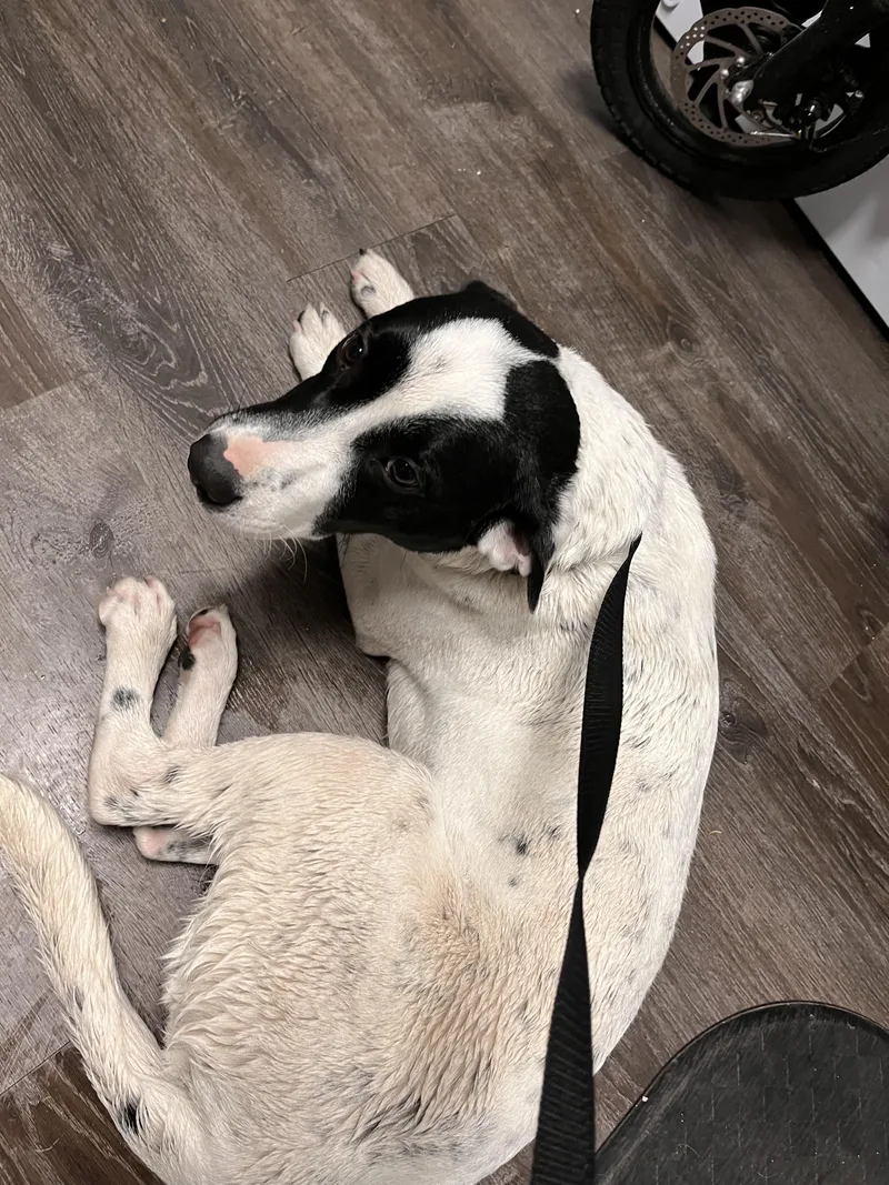 Blue Heelerpitbull Puppies thumbnail 4