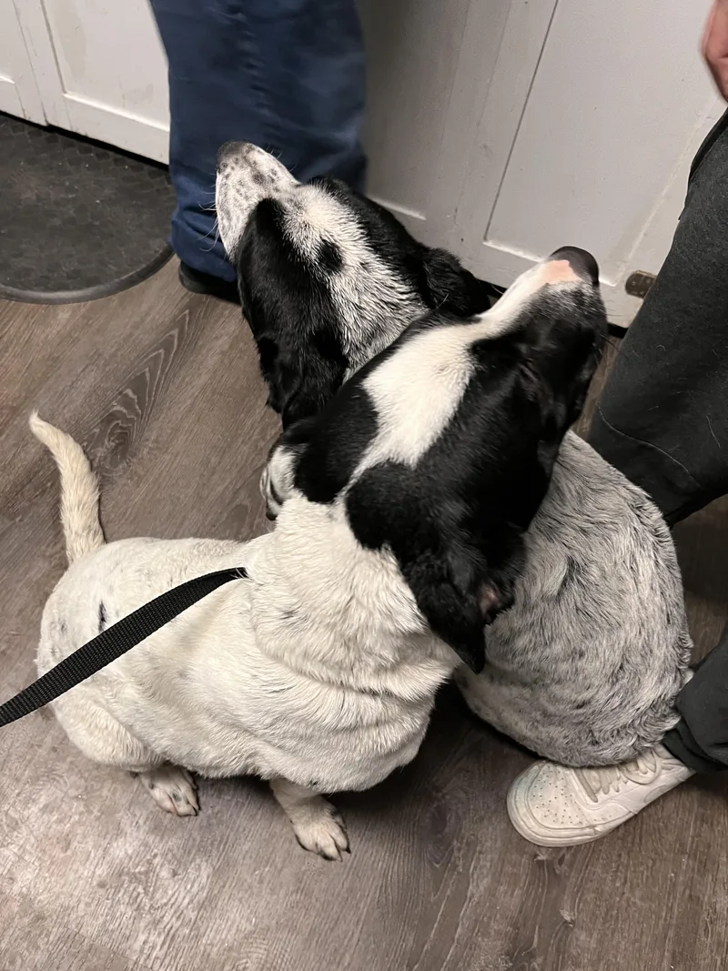 Blue Heelerpitbull Puppies thumbnail 6