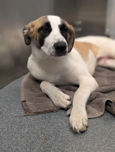 A young small-sized female Mixed Breed dog named Arizona for adoption in Dallas, TX