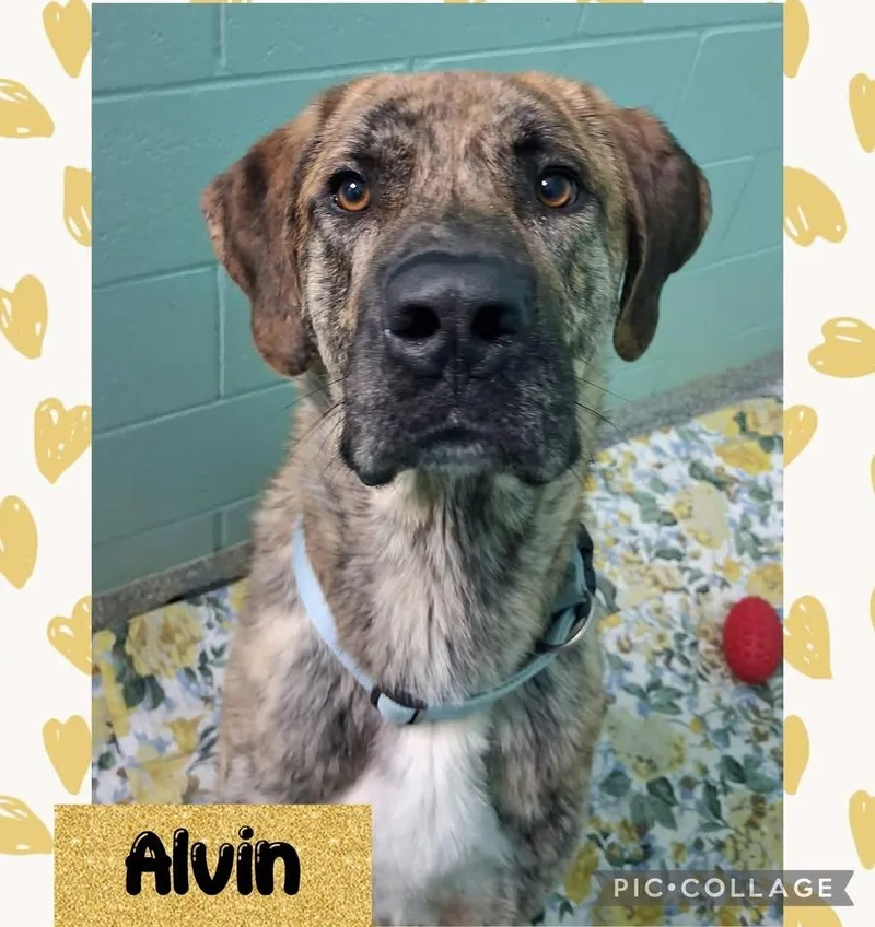 Alvin