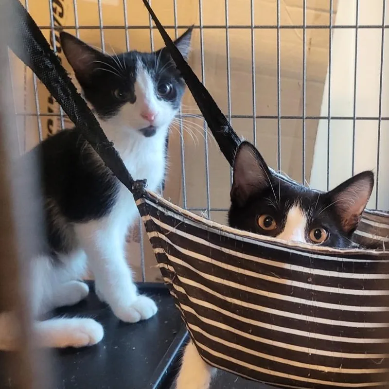 A baby small-sized male White Domestic Short Hair cat named Marx for adoption in Long Beach, CA