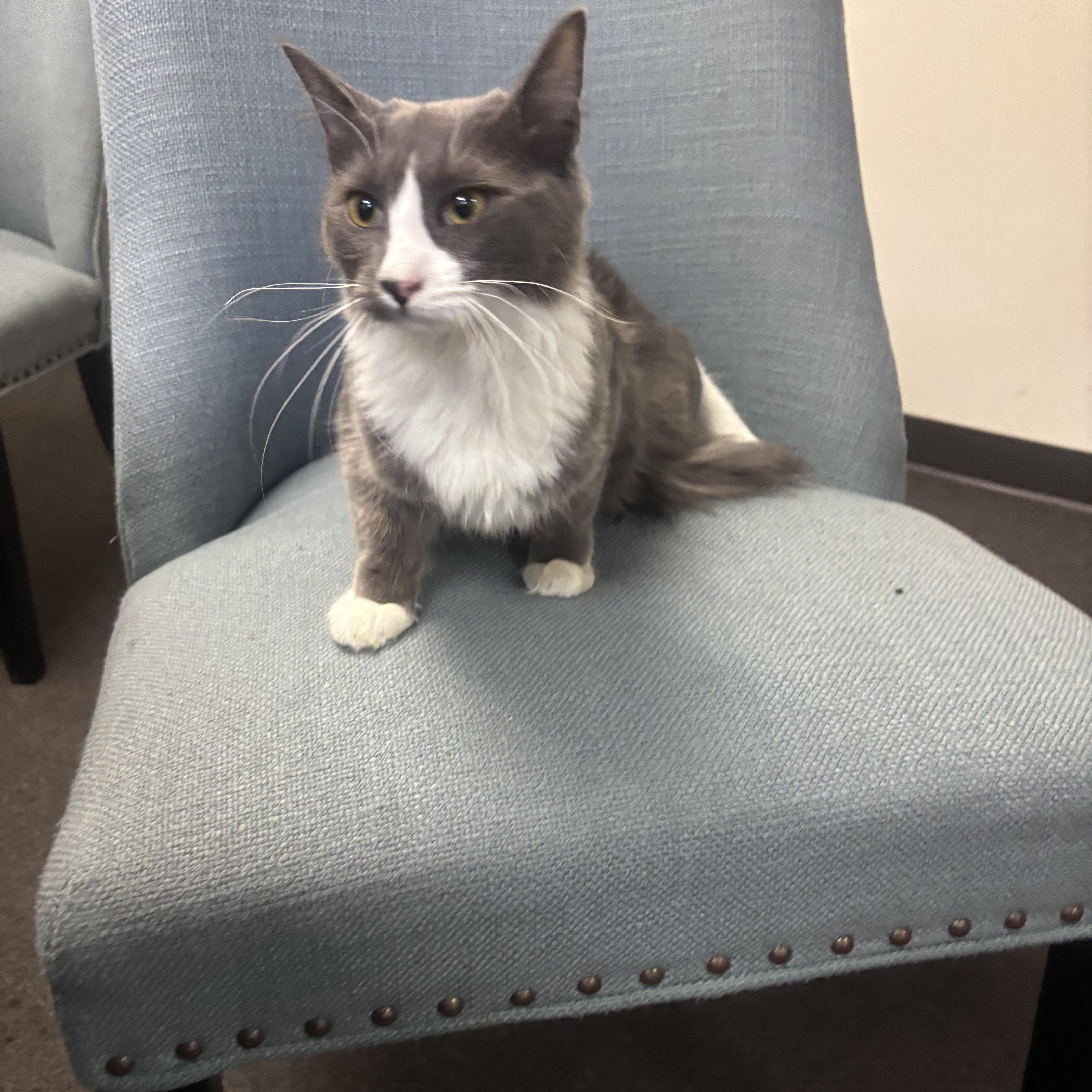 A young medium-sized female Gray & White Domestic Medium Hair cat named Pickles for adoption in Whittier, CA