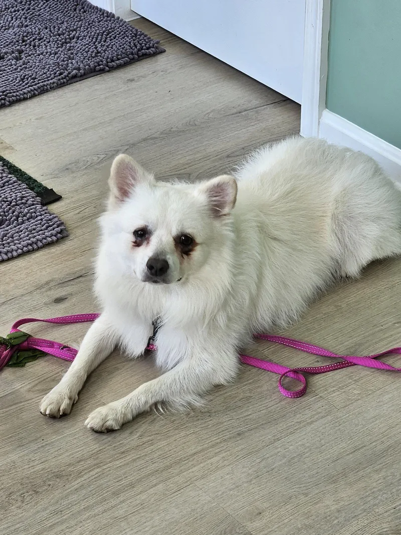 A young medium-sized male American Eskimo Dog dog named Ollie of MD for adoption in Randallstown, MD