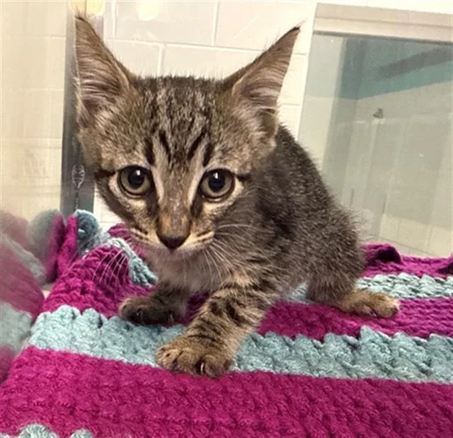 A baby small-sized female Domestic Short Hair cat named Hazel for adoption in Baytown, TX