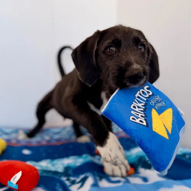 A baby medium-sized male Black Bluetick Coonhound dog named Ruger for adoption in Green Bay, WI