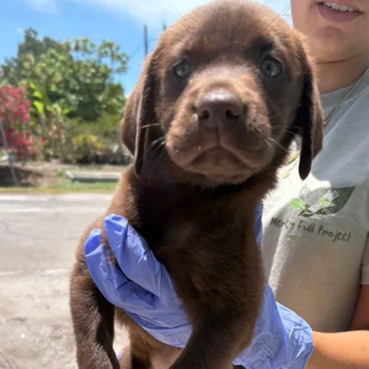 A baby small-sized female Brown / Chocolate Chocolate Labrador Retriever dog named Misty for adoption in Tampa, FL