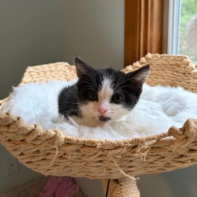 A baby small-sized male Domestic Short Hair cat named Howie Mandel for adoption in Normal, IL
