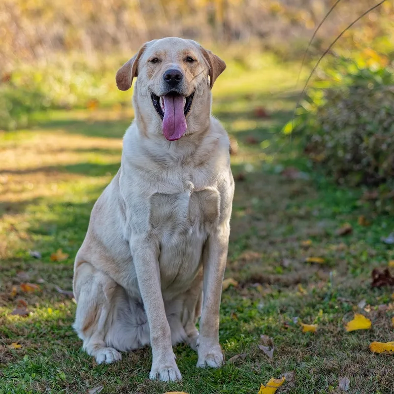 Air Bud
