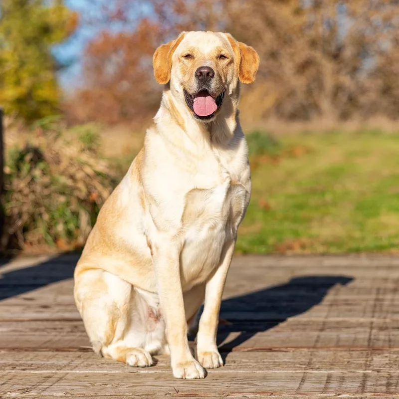 Air Bud thumbnail 5