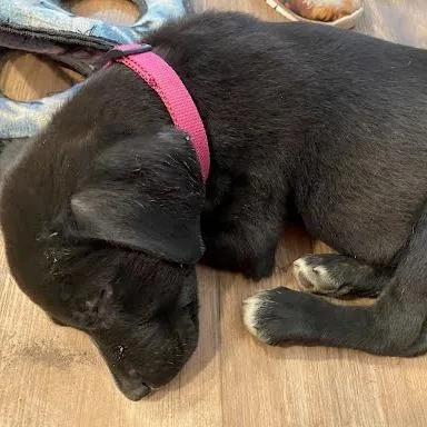 A baby medium-sized male Black Labrador Retriever dog named Jet for adoption in South Elgin, IL