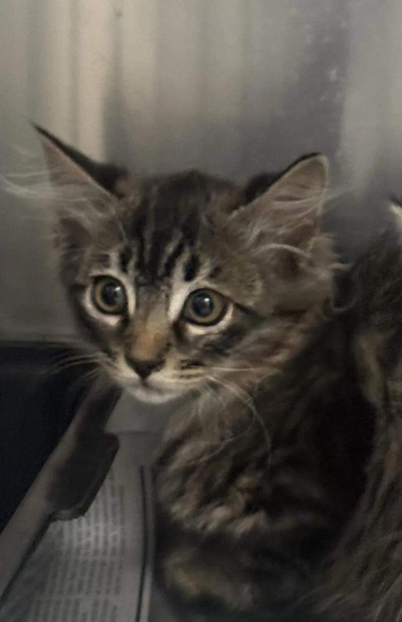 A baby small-sized female Domestic Short Hair cat named Rosemary for adoption in Los Angeles, CA