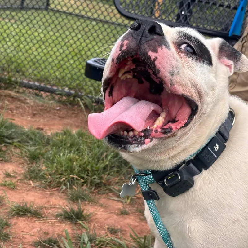 An adult large-sized female White / Cream Pit Bull Terrier dog named Snow for adoption in York, PA