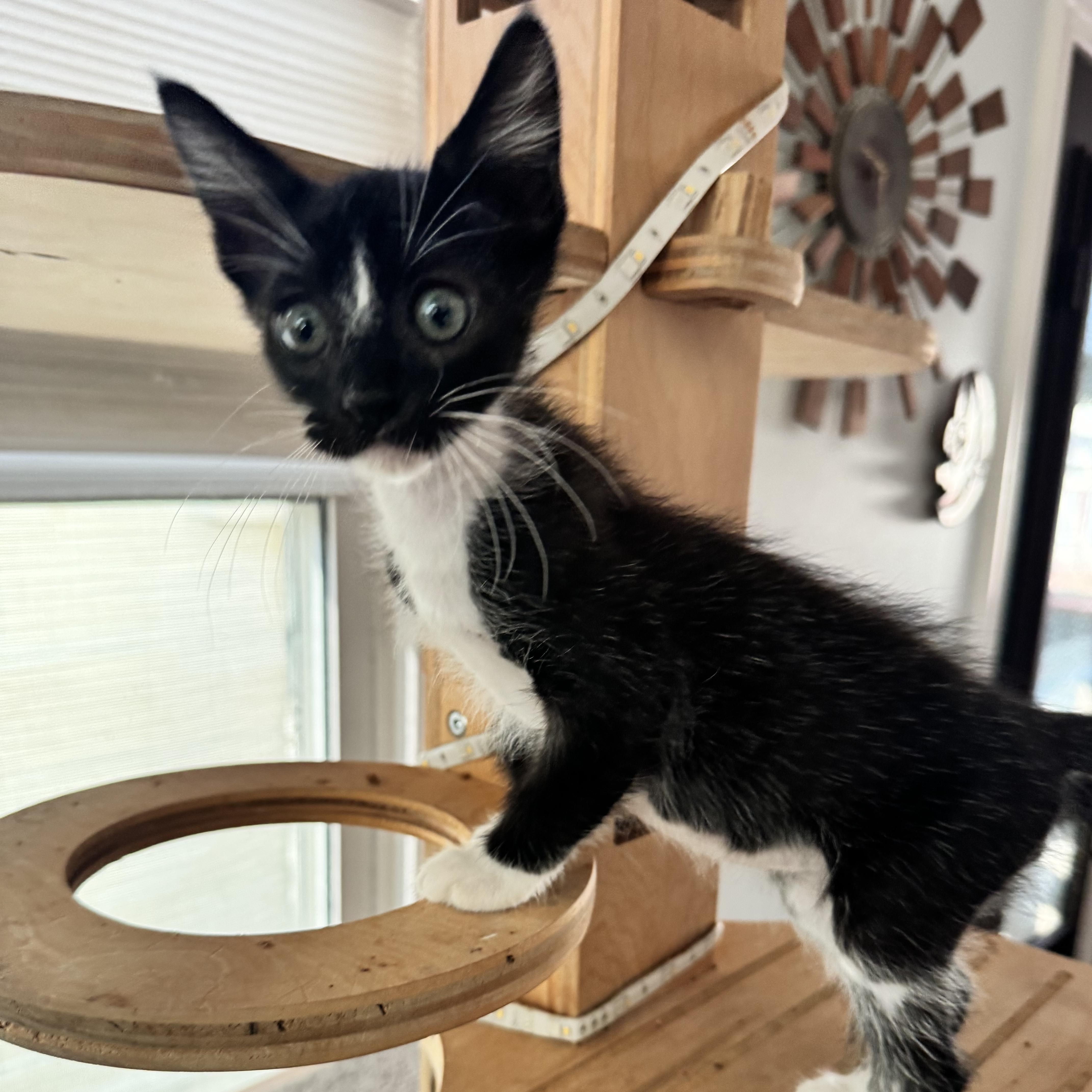 A baby medium-sized male Black & White / Tuxedo Domestic Short Hair cat named Sesame for adoption in San Francisco, CA