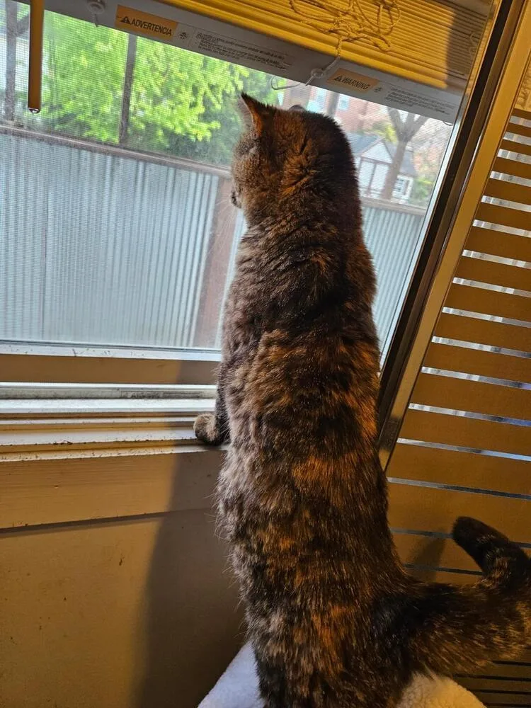 An adult medium-sized female Domestic Short Hair cat named Queen for adoption in Breinigsville, PA