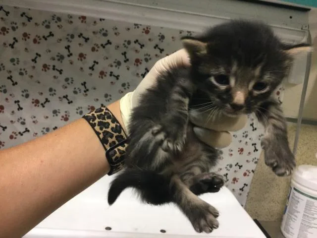 A baby small-sized female Domestic Short Hair cat named Kitkat for adoption in Riverside, CA