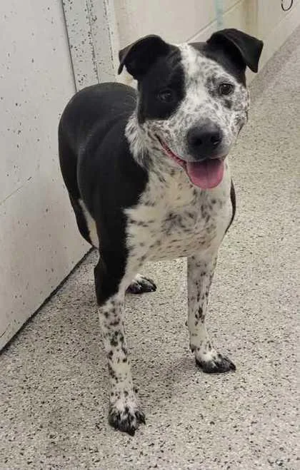 An adult large-sized male Black Pit Bull Terrier dog named Dozer for adoption in Kansas City, MO