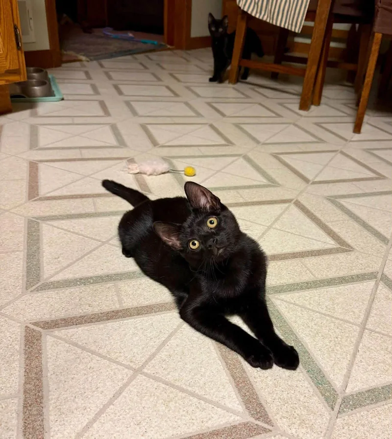 A baby small-sized female Domestic Short Hair cat named Kelly for adoption in Harrisburg, PA