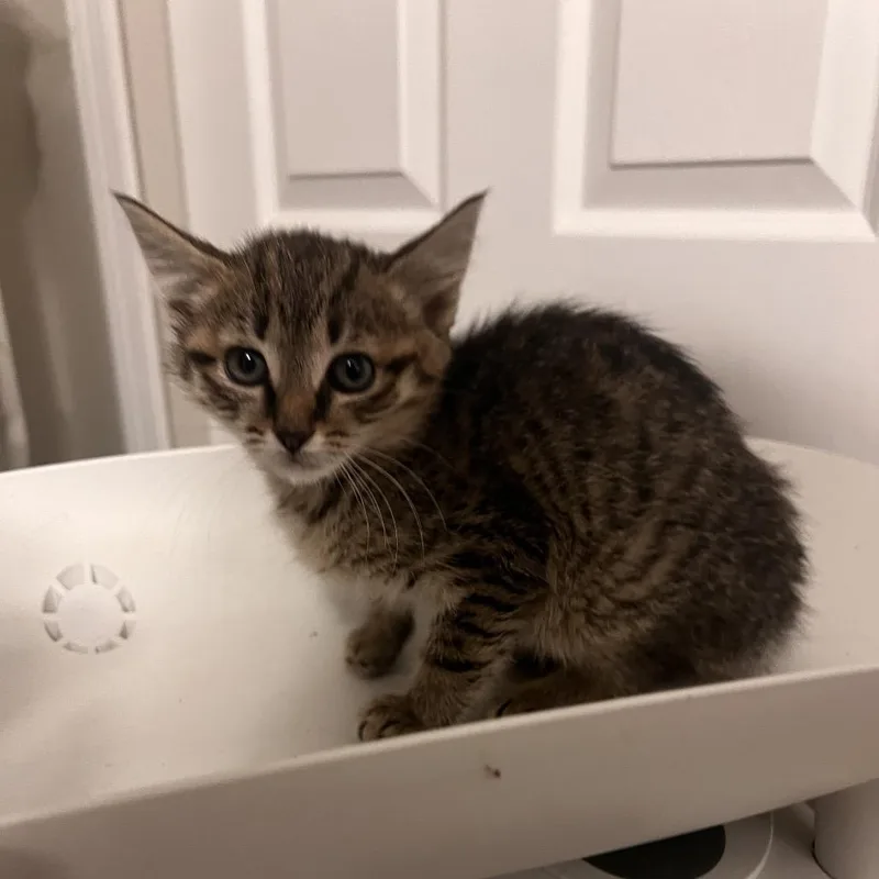 A baby small-sized female Brown / Chocolate Domestic Short Hair cat named Chimmy for adoption in Fredericksburg, VA