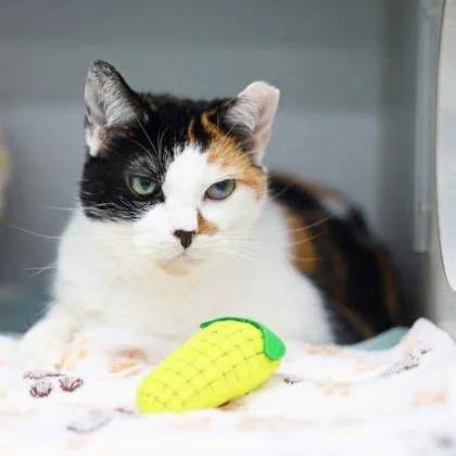 A senior small-sized female Black Domestic Short Hair cat named Phyllis for adoption in Atlanta, GA