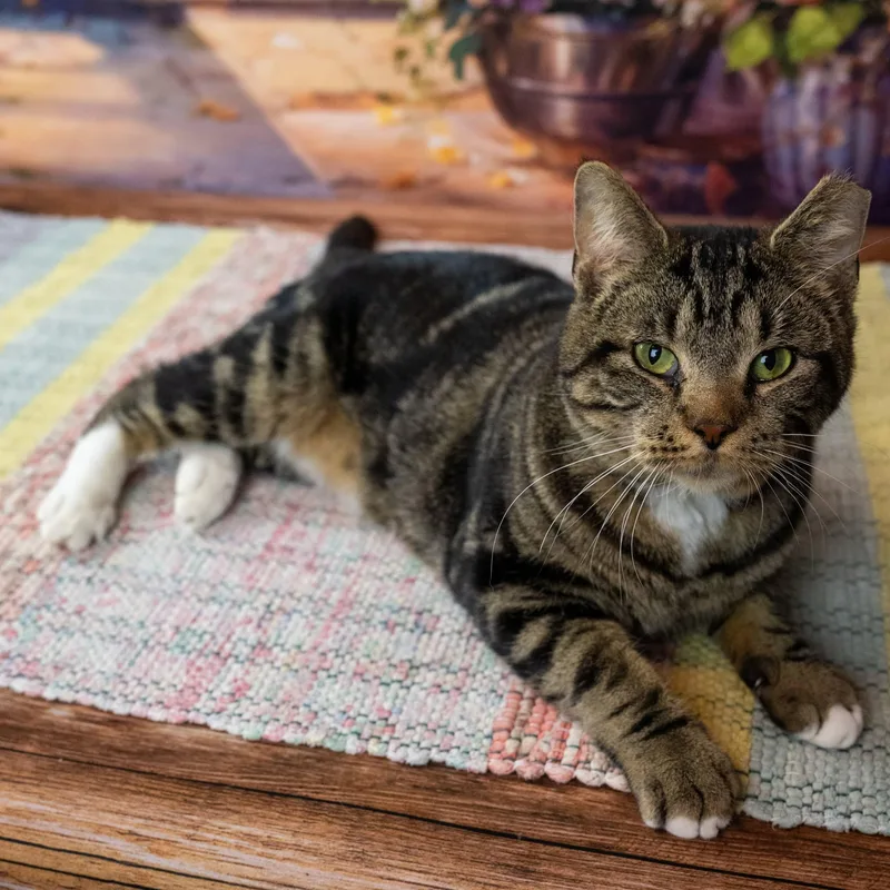 An adult medium-sized male Tabby (Tiger Striped) Domestic Short Hair cat named Jaded for adoption in Lapeer, MI