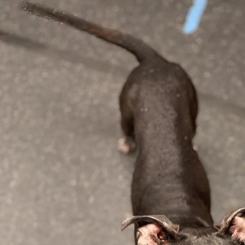 A young medium-sized male Black Mixed Breed dog named Dane for adoption in Youngstown, OH
