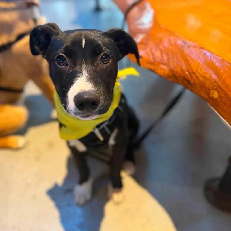 A baby medium-sized male Black American Staffordshire Terrier dog named Scout for adoption in Chatham, NJ