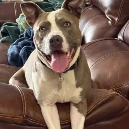 An adult medium-sized female Gray / Blue / Silver Mixed Breed dog named Zoey for adoption in Dubuque, IA