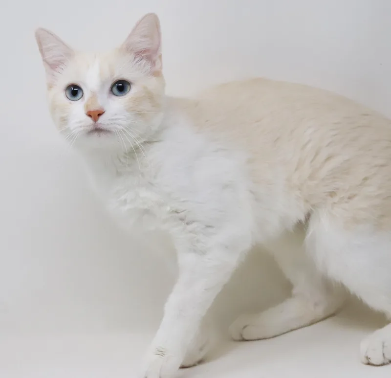A baby small-sized female Flame Point Siamese cat named Princess Sophia will fill for adoption in Bedford Hills, NY