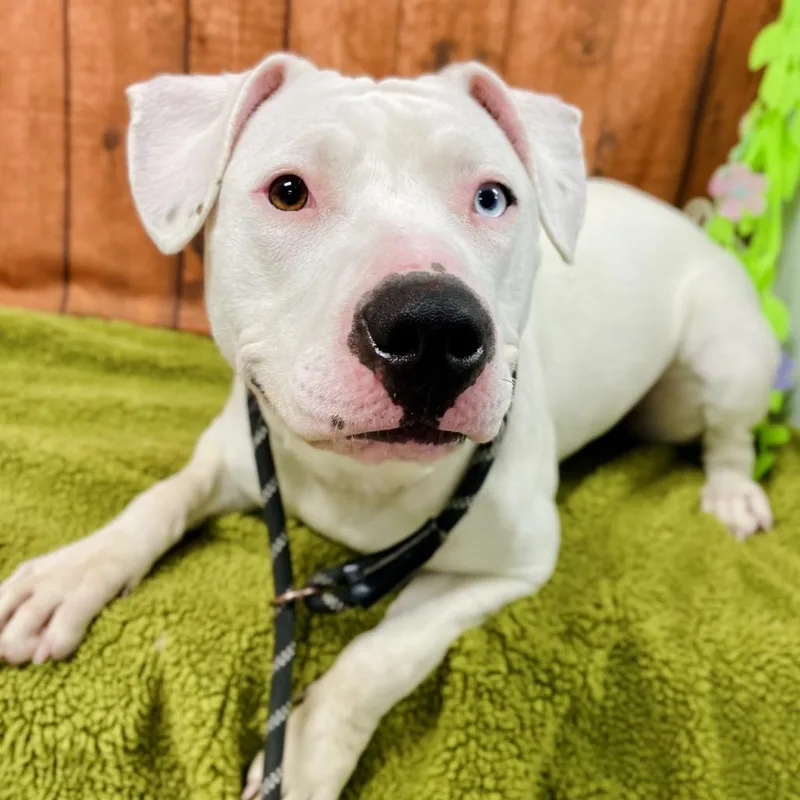 A young medium-sized female White / Cream Pit Bull Terrier dog named Bhoot for adoption in Lebanon, MO