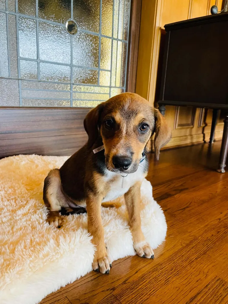 A baby medium-sized male Bicolor Beagle dog named Wrangler for adoption in Boerne, TX