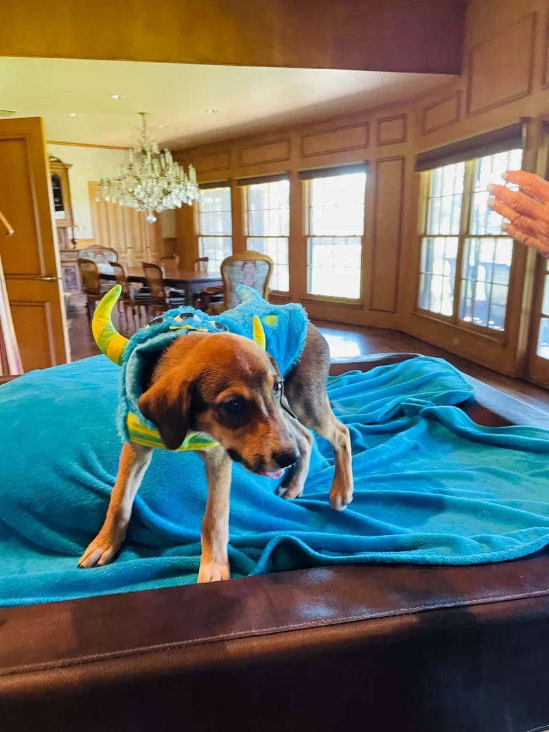 Wrangler thumbnail 3