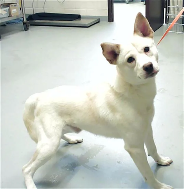 An adult medium-sized male Siberian Husky dog named Hanzo for adoption in Fayetteville, NC