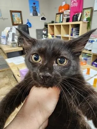 A baby small-sized male Domestic Medium Hair cat named Cosmo $ for adoption in Seneca, SC