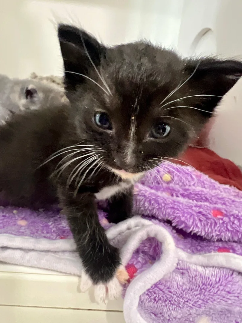 A baby medium-sized male Black & White / Tuxedo Domestic Short Hair cat named Oreo for adoption in Nashville, TN