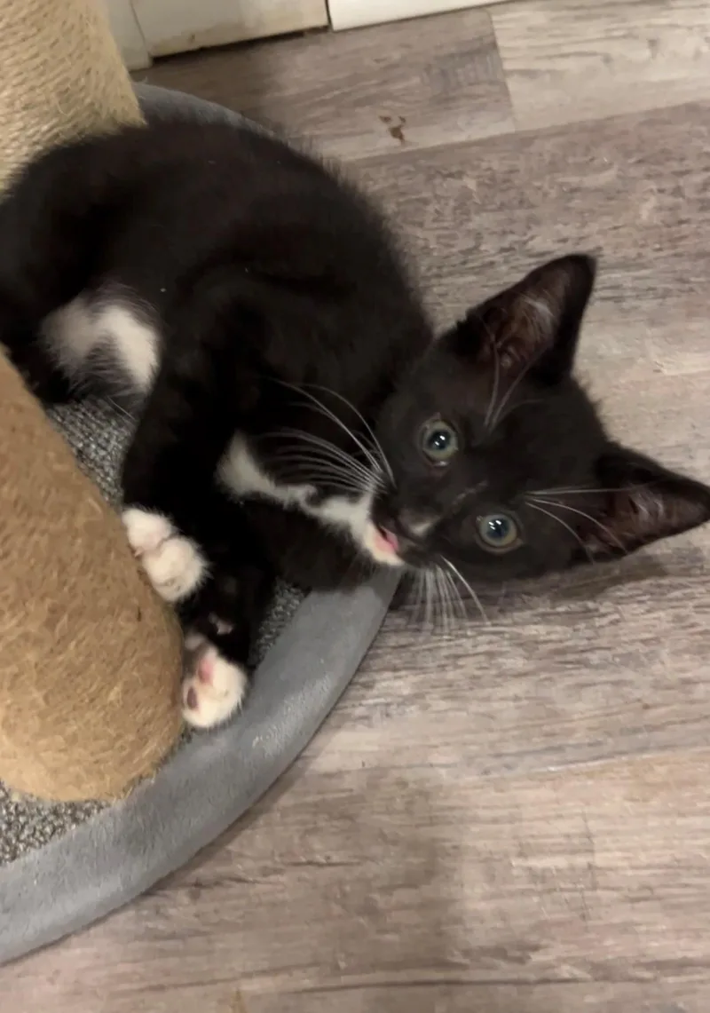 Oreo thumbnail 3