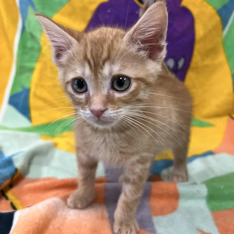 A young medium-sized male Orange / Red Domestic Short Hair cat named Rocket for adoption in Bear, DE