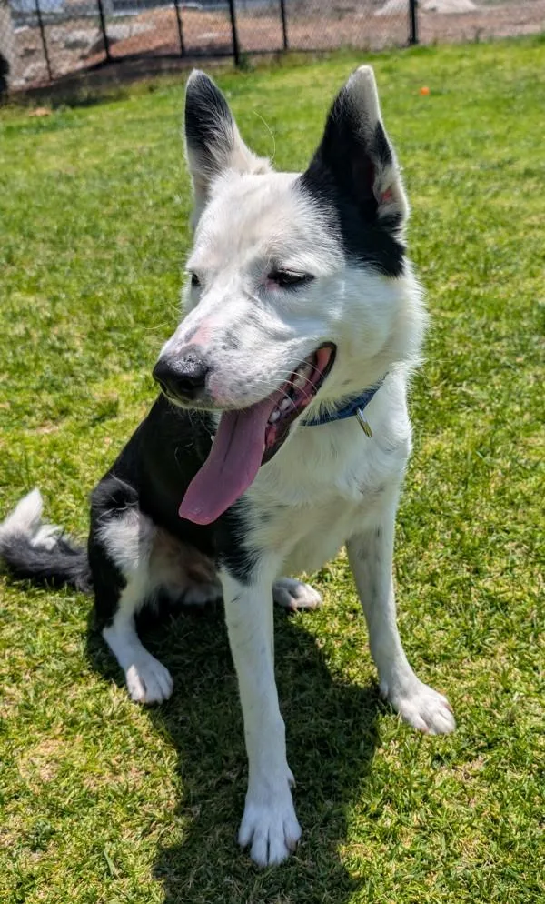 A young medium-sized male Border Collie dog named Charlie for adoption in El Cajon, CA