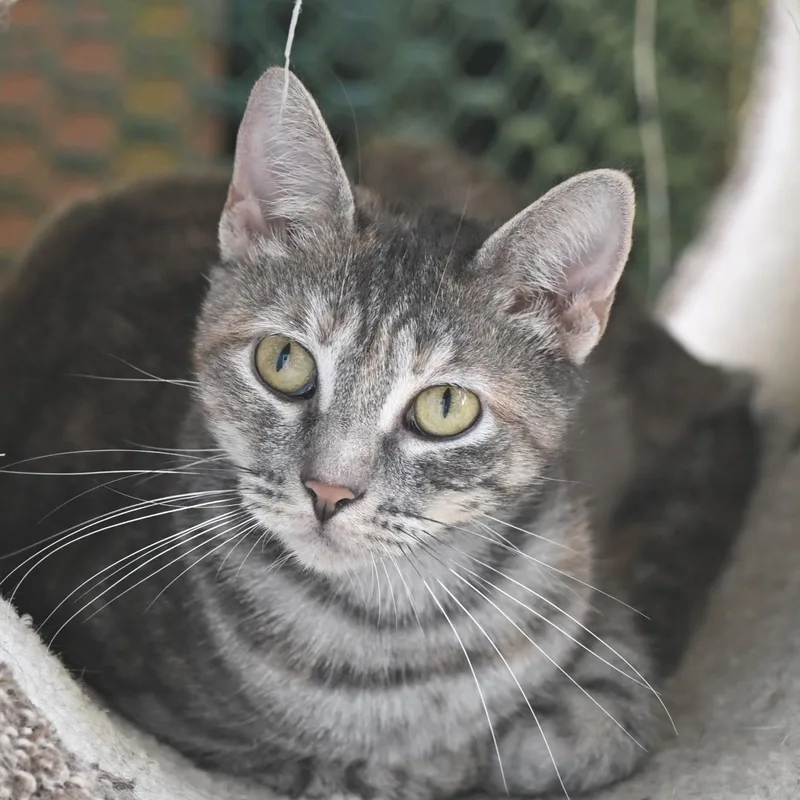 An adult medium-sized female Tabby (Gray / Blue / Silver) Domestic Short Hair cat named Karen for adoption in Hot Springs, AR