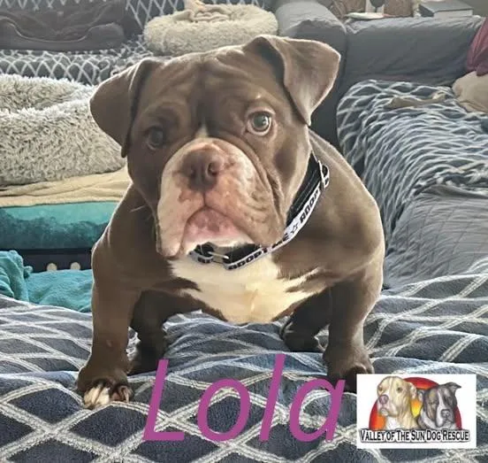 An adult medium-sized female Pit Bull Terrier dog named Lola for adoption in Mesa, AZ