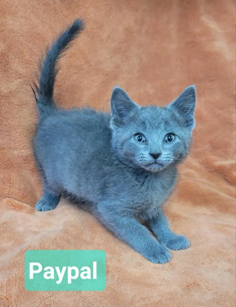 A baby medium-sized male Domestic Short Hair cat named Paypal for adoption in Richmond, IN