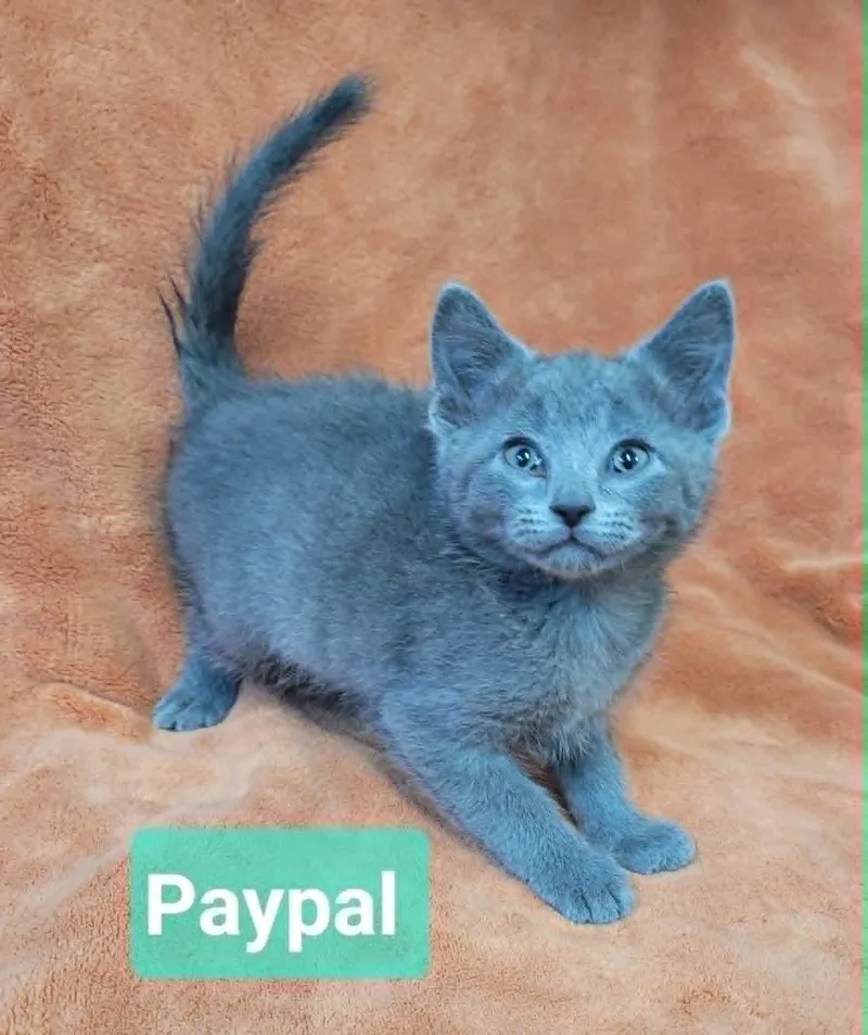 Paypal thumbnail 4