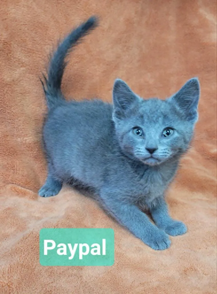 Paypal thumbnail 5