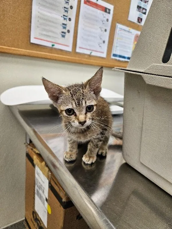 A young medium-sized female Tabby (Tiger Striped) Domestic Short Hair cat named Tiger for adoption in Disputanta, VA